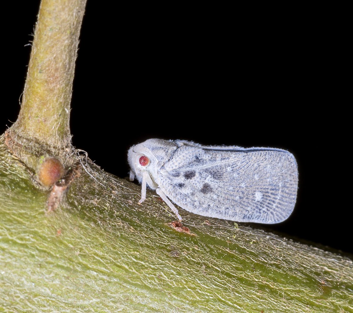 
          Cicadelle pruineuse (Metcalfa pruinosa)