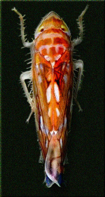 
          Scaphoideus titanus (cicadelle de la vigne)