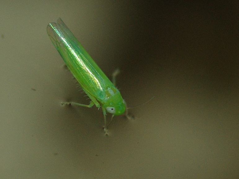 
          Empoasca vitis (cicadelle des grillures de la vigne)