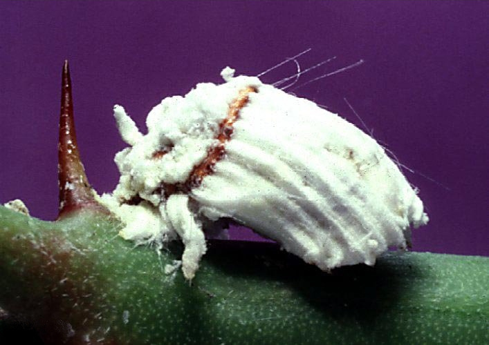 
          Icerya purchasi (cochenille australienne) 
