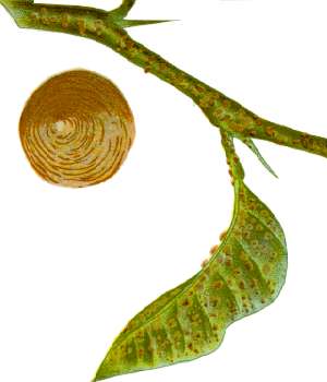 
          Aspidiotus nerii (cochenille du lierre)