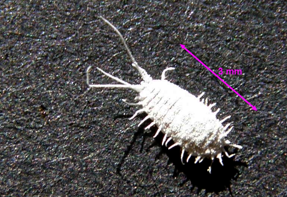 
          La cochenille farineuse (Pseudococcus viburni)