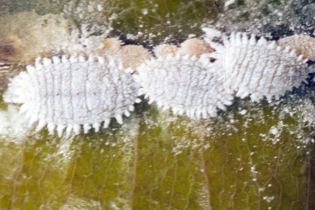 
          Planococcus citri (cochenille farineuse)