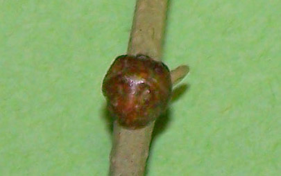 
          La cochenille noire de l’olivier (Saissetia oleae)