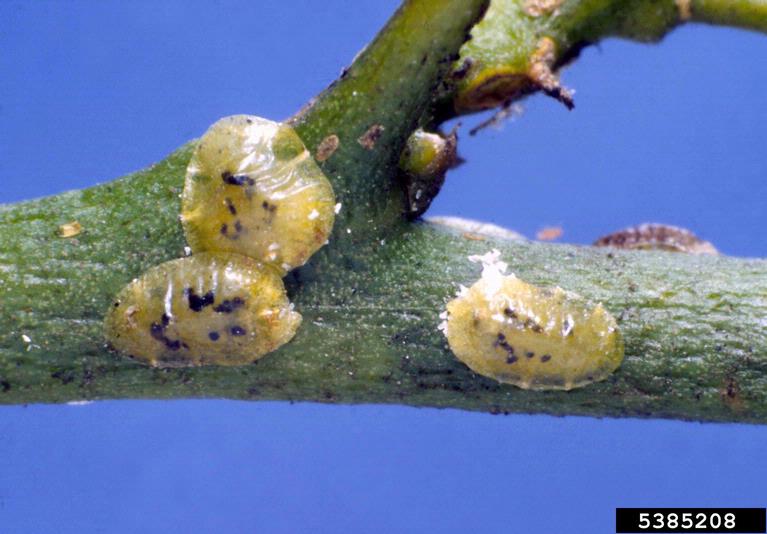
          Coccus viridis (cochenille verte)