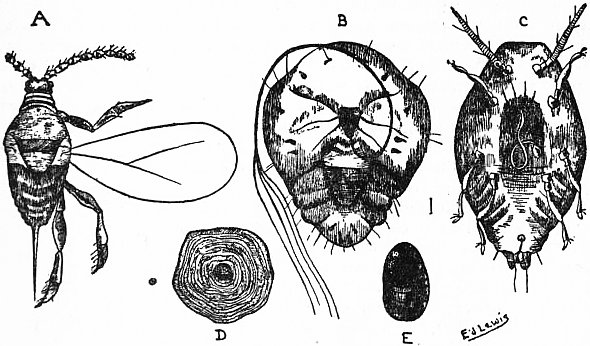 
          Diaspidiotus perniciosus (pou de San José)