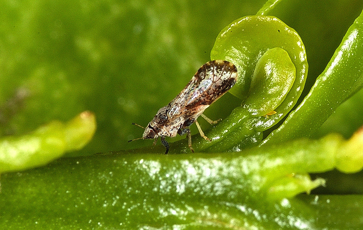 
          Le psylle asiatique des agrumes (Diaphorina citri) 
