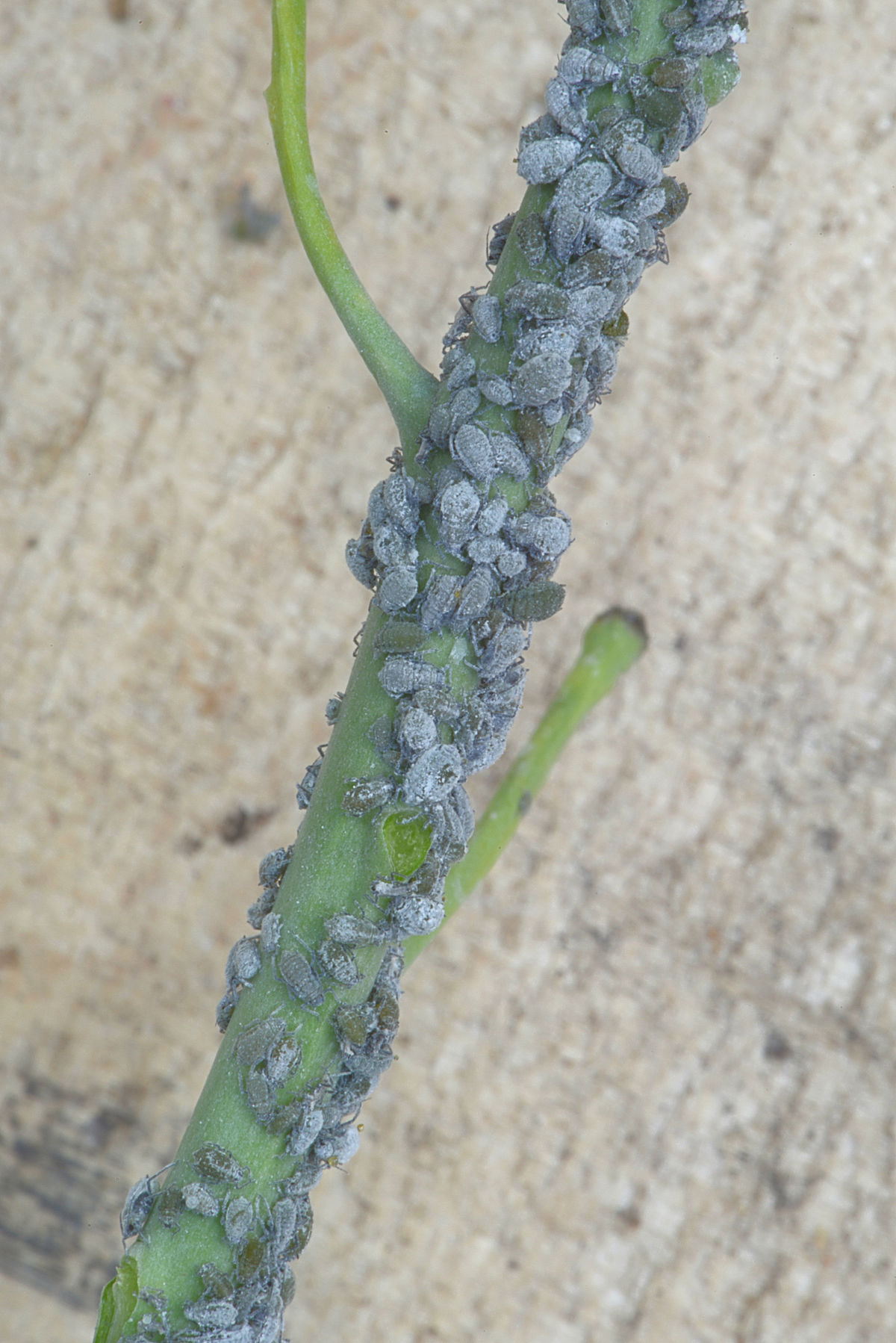 
          Le puceron cendré du chou (Brevicoryne brassicae)