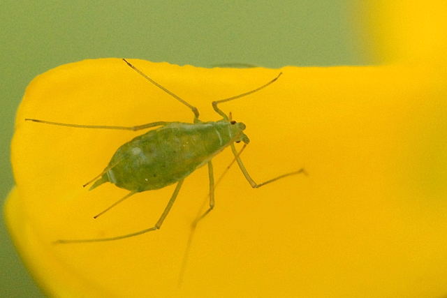 
          Aulacorthum solani (puceron de la digitale)