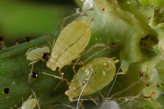
          Hyperomyzus lactucae (puceron Cassis)