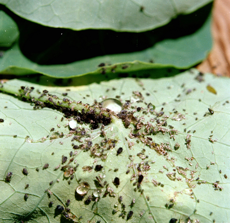 
          Aphis gossypii (Puceron du cotonnier)