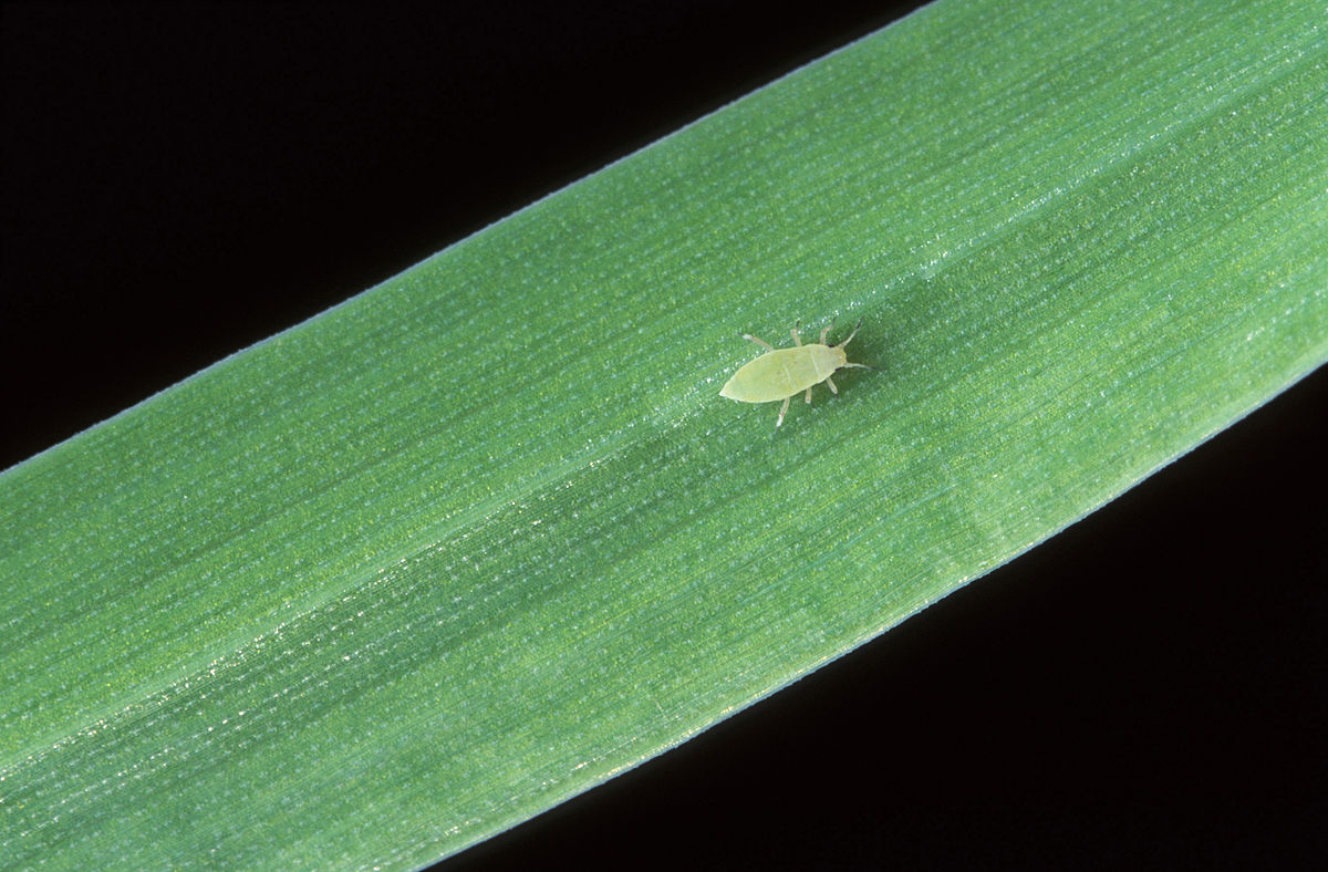 
          Diuraphis noxia (le puceron russe du blé)