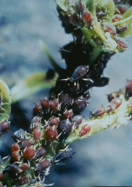 
          Toxoptera citricidus (le puceron tropical de l’oranger)