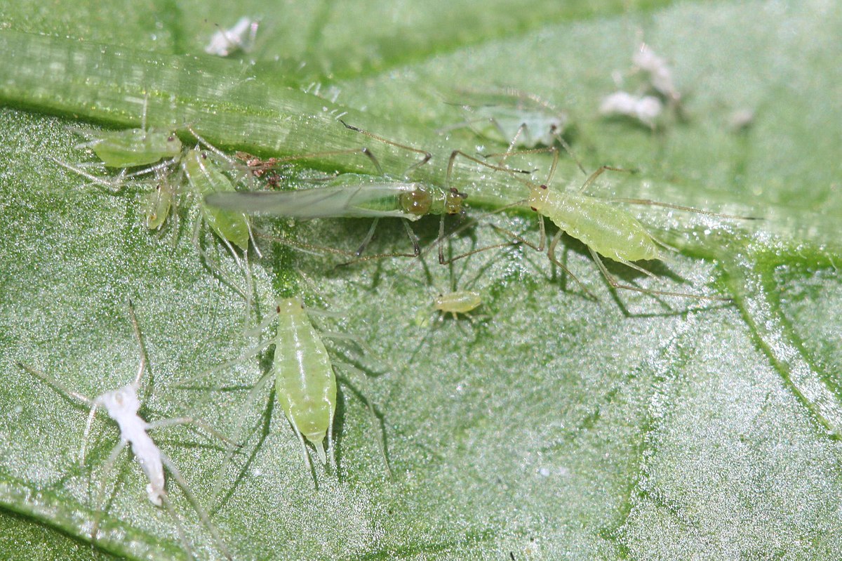 
          Macrosiphum euphorbiae (Puceron vert et rose de la pomme de terre)