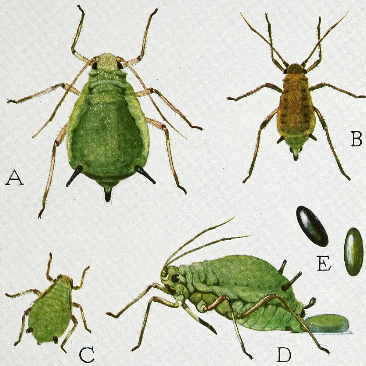 
          Aphis pomi (Puceron vert du pommier)