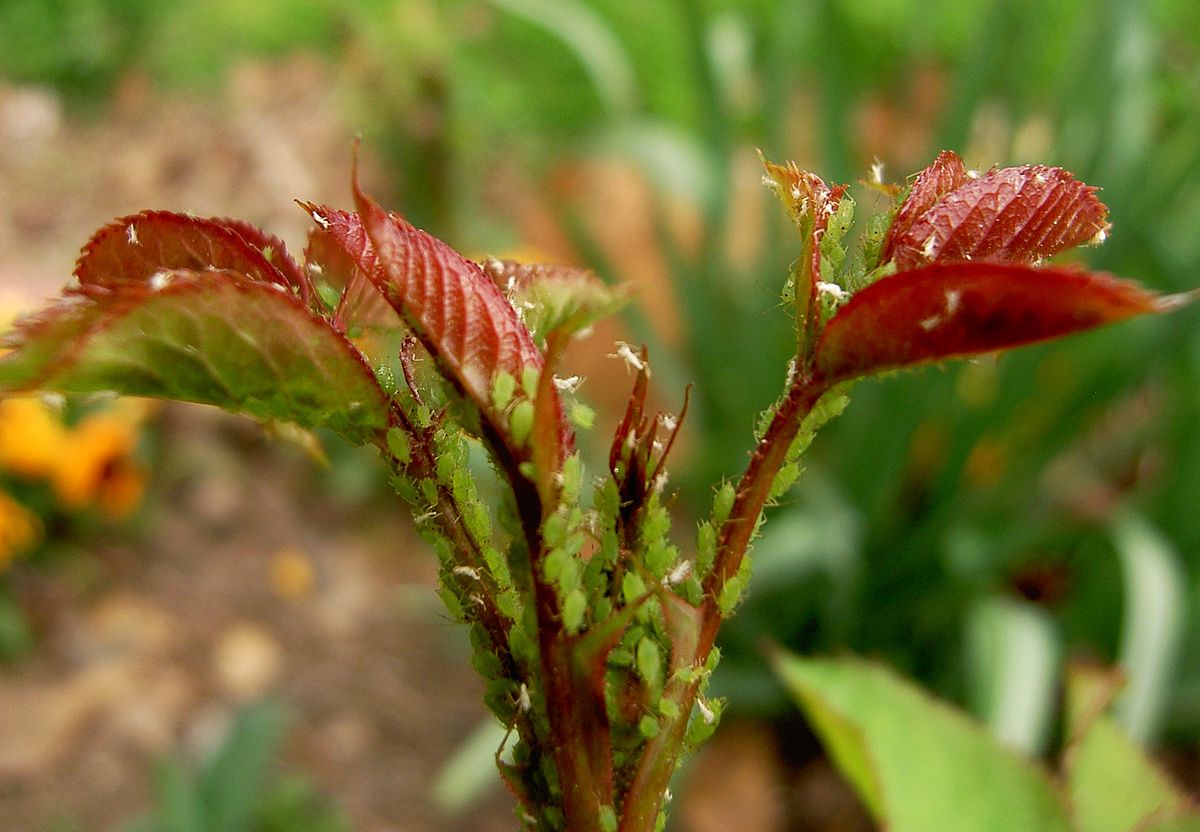 
          Puceron vert du rosier (Macrosiphum rosae)