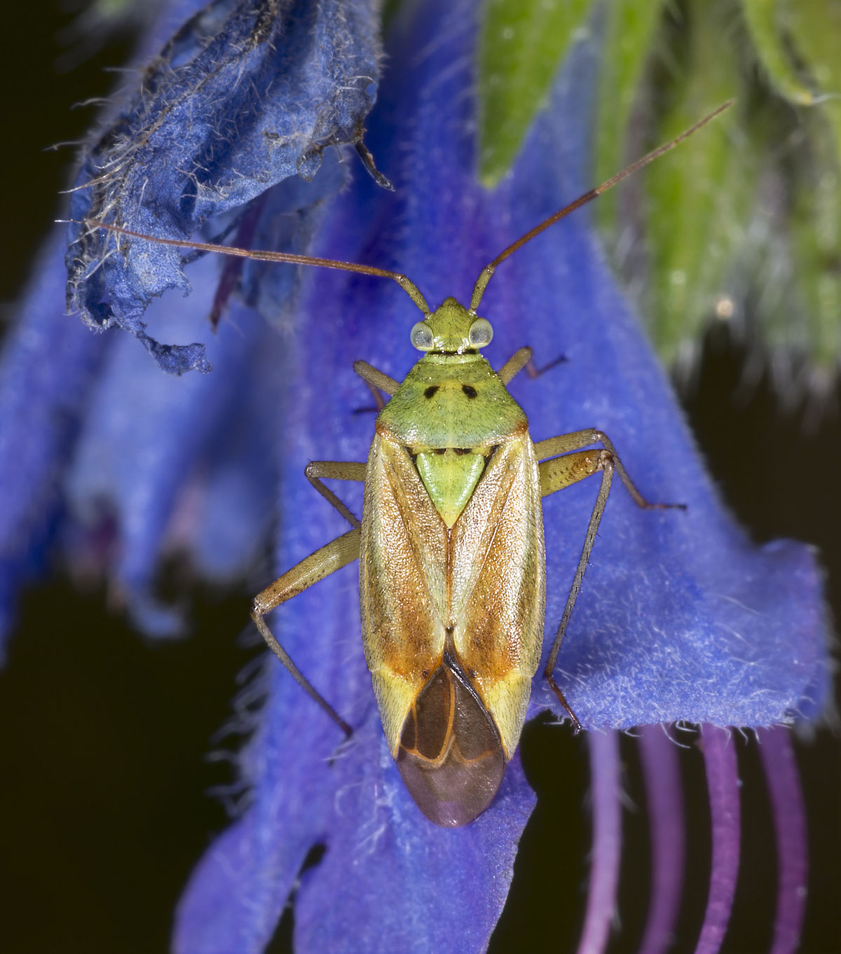 
          Closterotomus norvegicus (Punaise de la pomme de terre)