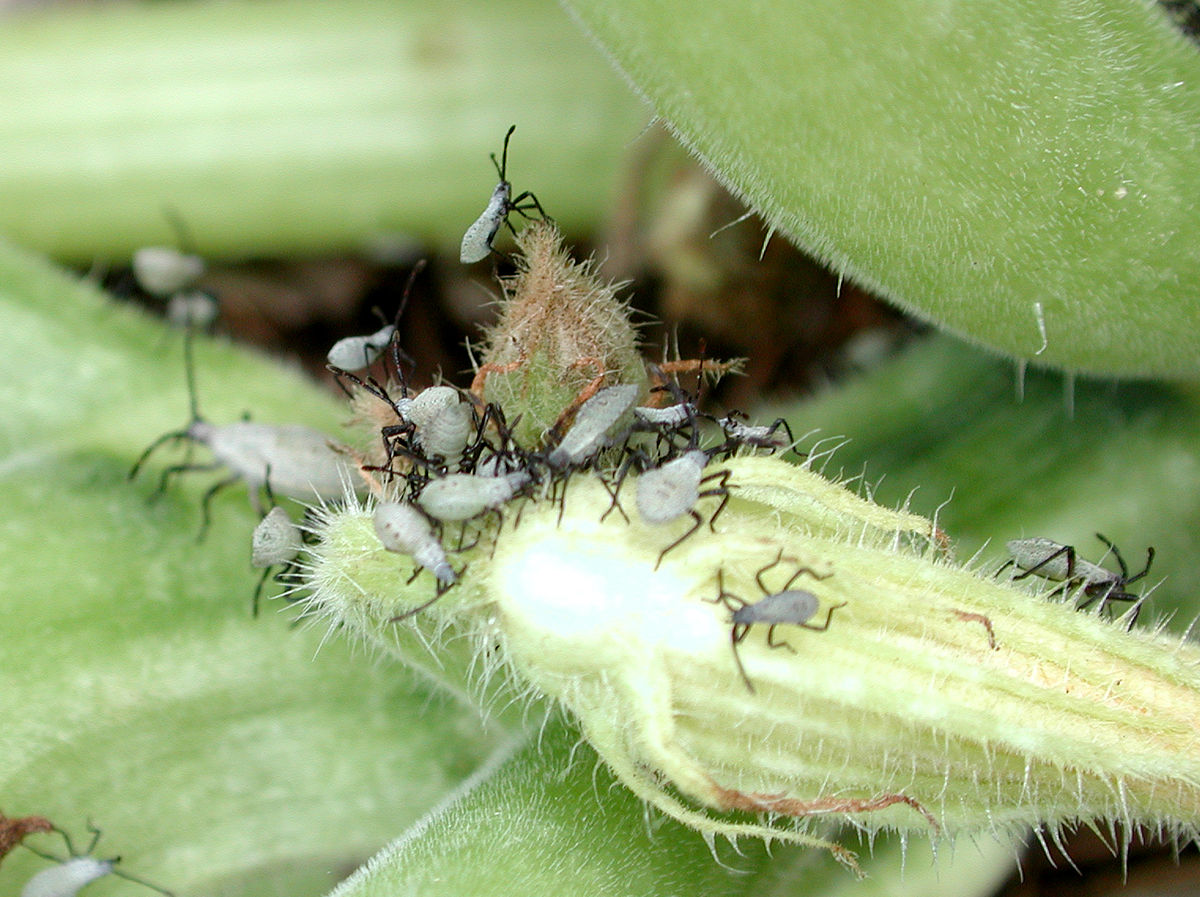 
          Anasa tristis (punaise de la courge)