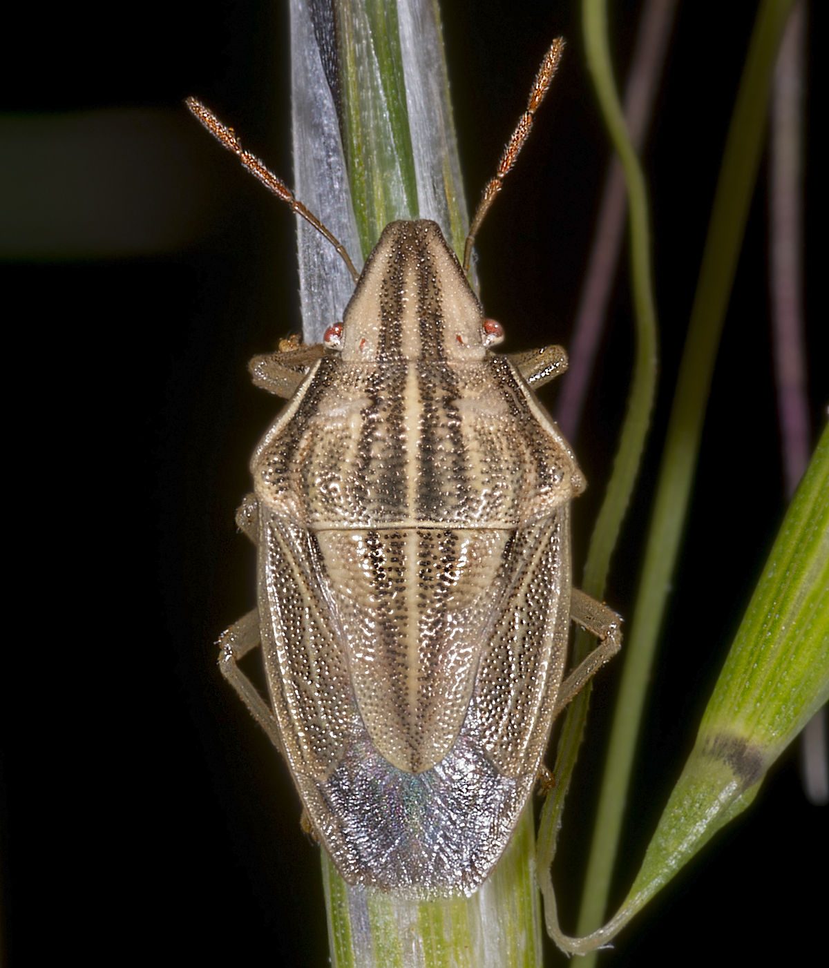 
          Aelia acuminata (punaise des céréales ou des blés)