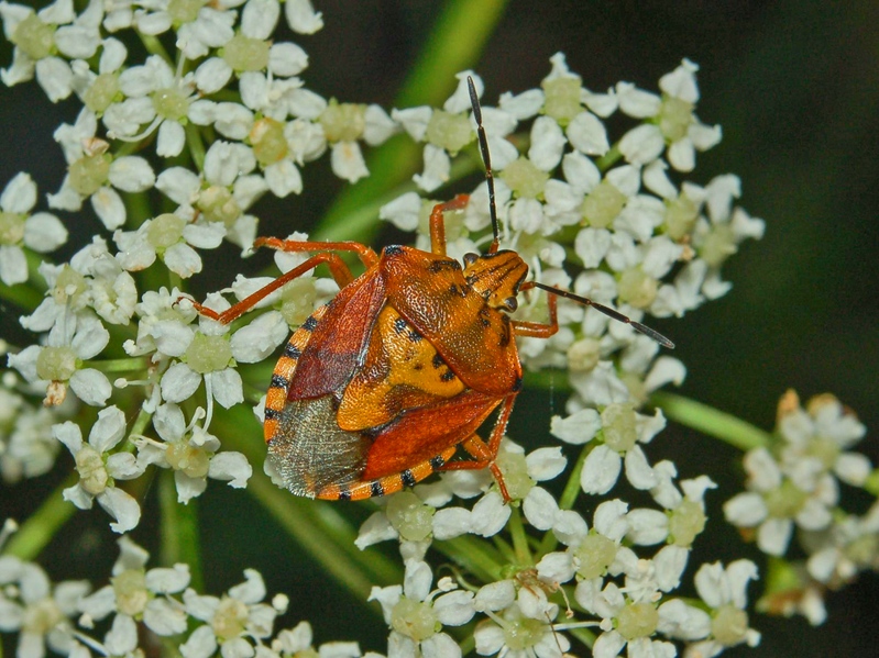 
          Carpocoris pudicus (punaise des céréales)