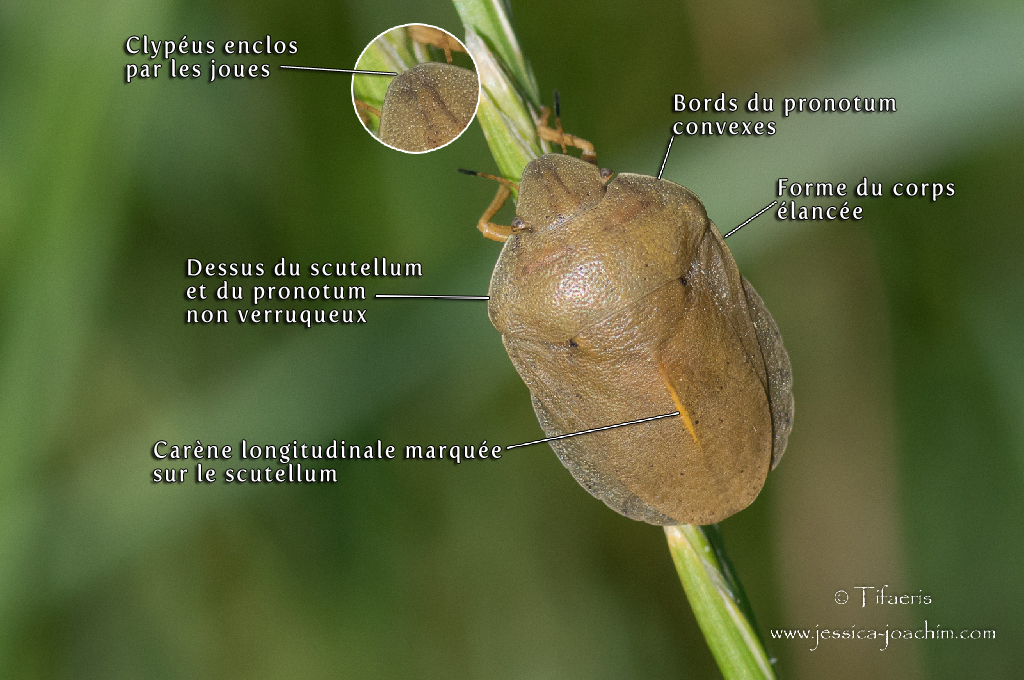 
          Eurygaster austriaca (Punaise des céréales)