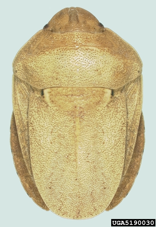 
          Eurygaster integriceps  (Punaise des céréales)