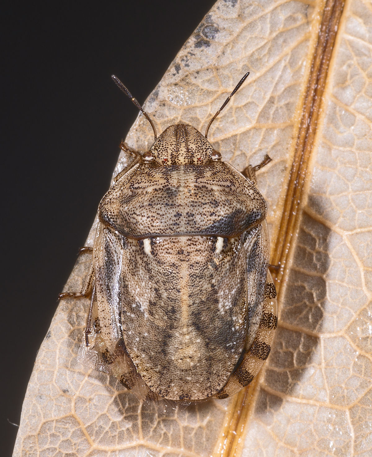 
          Eurygaster maura (Punaise des céréales)