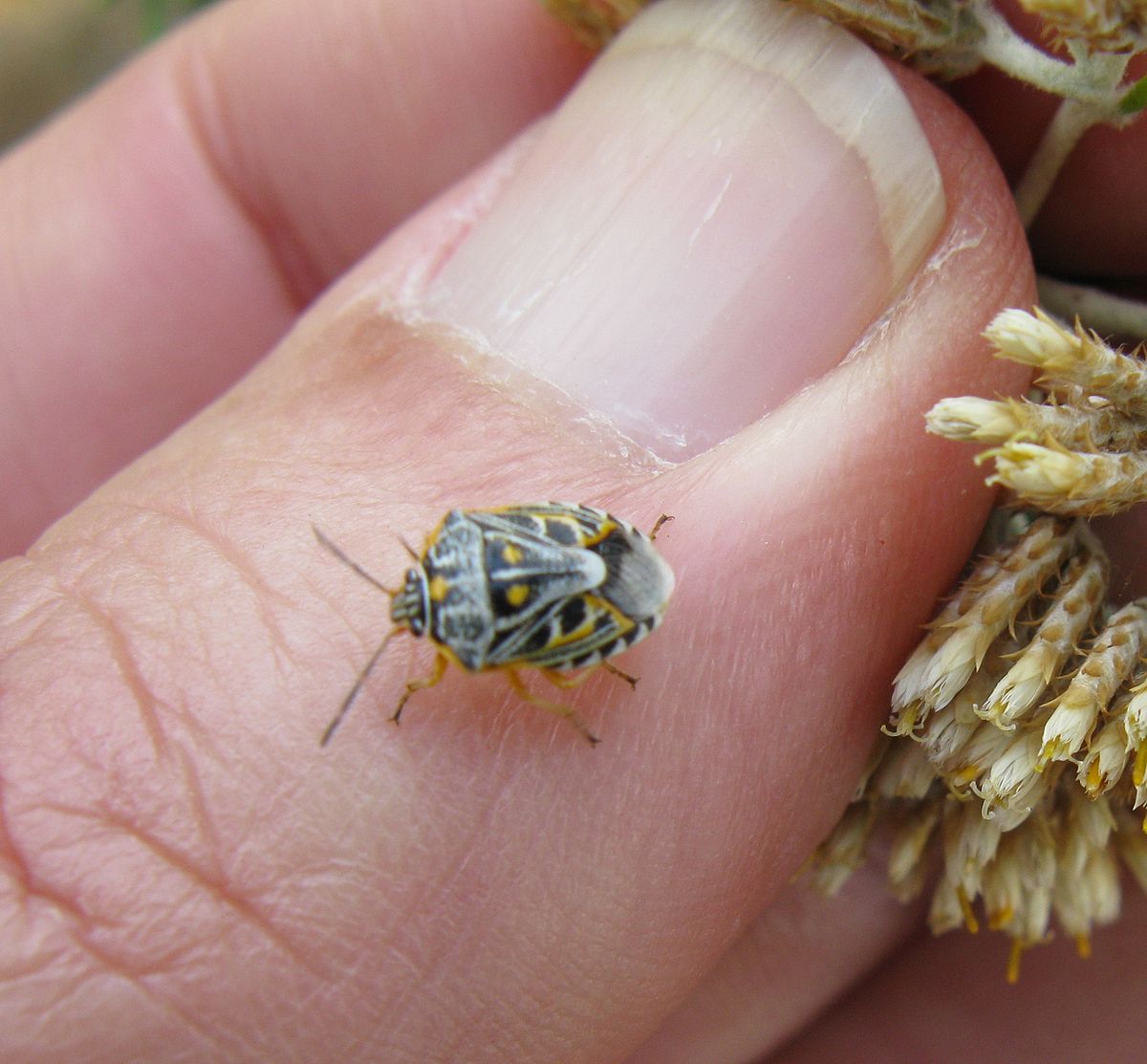 
          Antestiopsis orbitalis (punaise du caféier, punaise bigarrée)