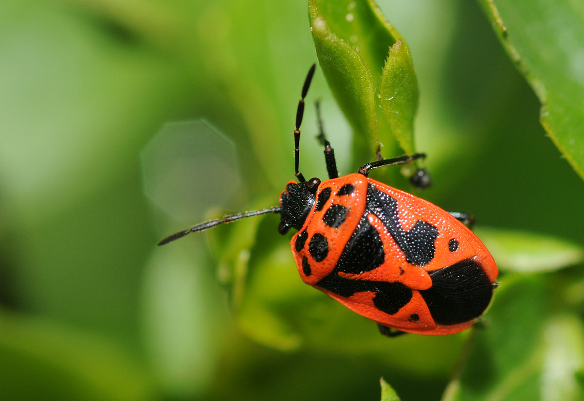 
          Punaise rouge du chou (Eurydema ornata)