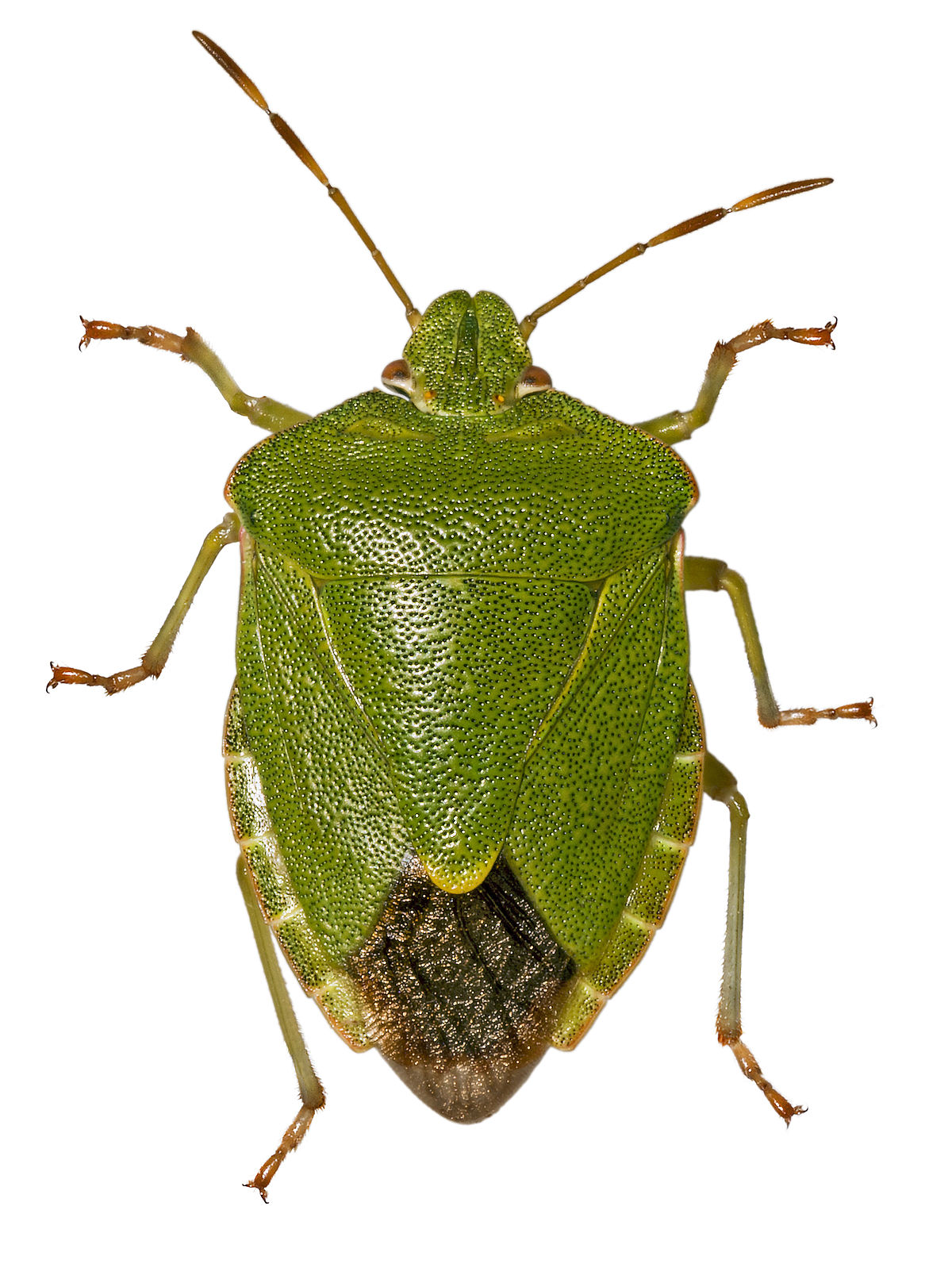 
          Punaise verte (Palomena prasina)