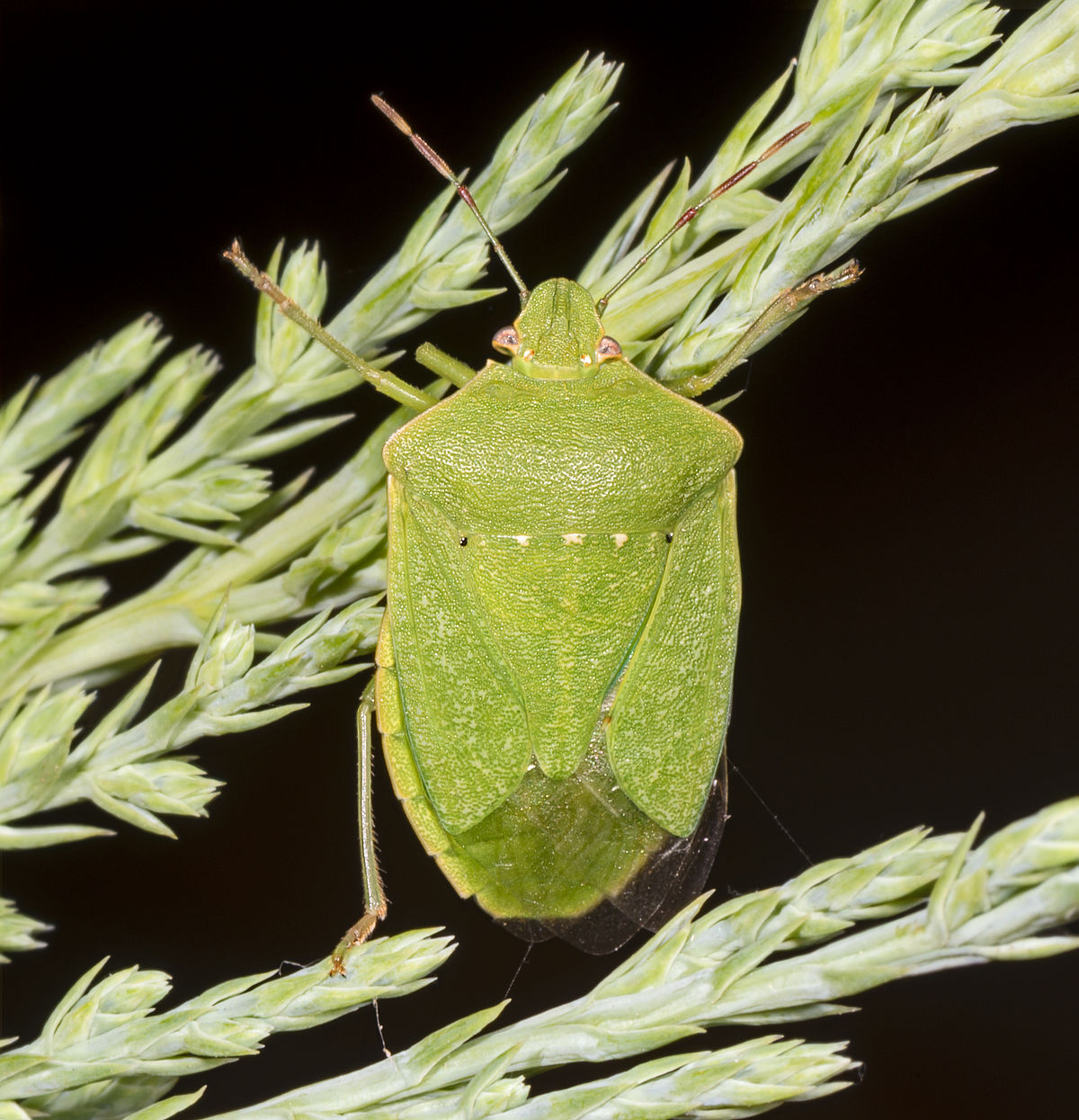 
          Nezara viridula (punaise verte puante)