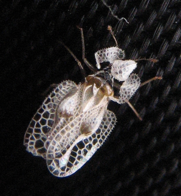 
          Tigre du platane (Corythucha ciliata)