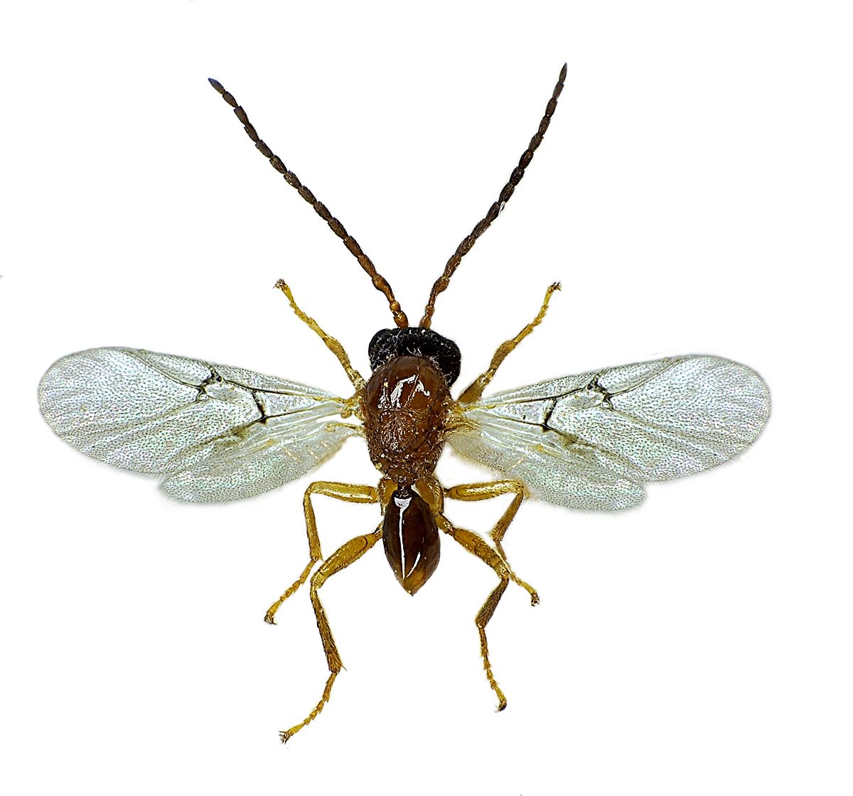 
          Biorhiza pallida (Cynips de la pomme du chêne)