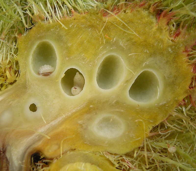 
          Cynips du rosier (Diplolepis rosae)