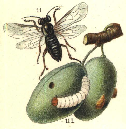 
          Hoplocampe noir du prunier (Hoplocampa minuta)