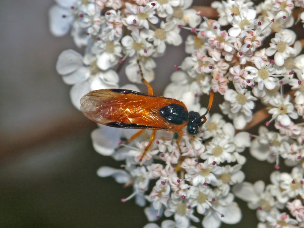 
          Arge ochropus (hylotome du rosier)