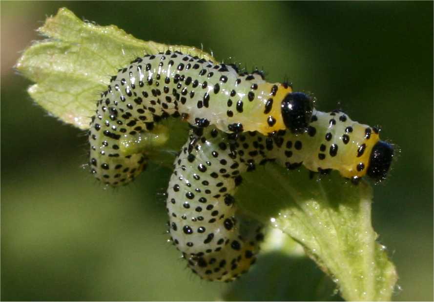 
          Nematus ribesii (Tenthrède du groseillier)