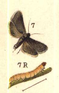 
          Carpocapse des prunes (Grapholita funebrana) 