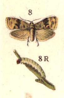 
          La Cochylis (Eupoecilia ambiguella)