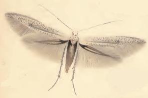 
          Coléophore des arbres fruitiers (Coleophora hemerobiella)
