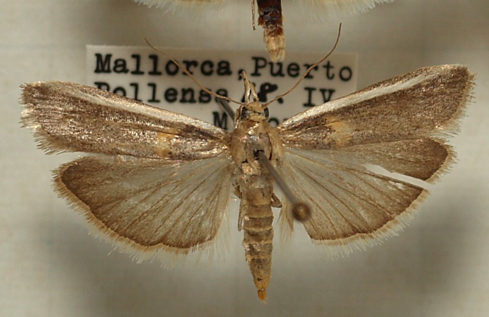 
          Etiella zinckenella (foreur des gousses de haricot de Lima ou pyrale du haricot)