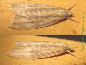 
          Chilo sacchariphagus (foreur ponctué de la canne à sucre)