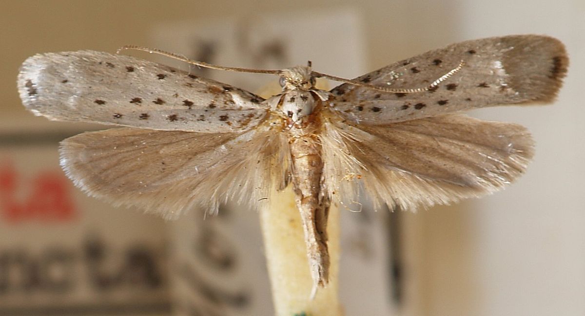 
          Hyponomeute de l'Orpin (Yponomeuta sedella)