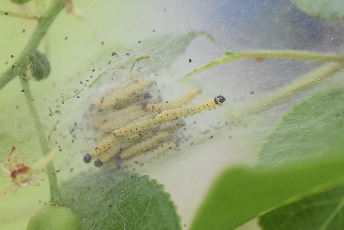 
          Hyponomeute du faux-merisier (Yponomeuta mahalebella)