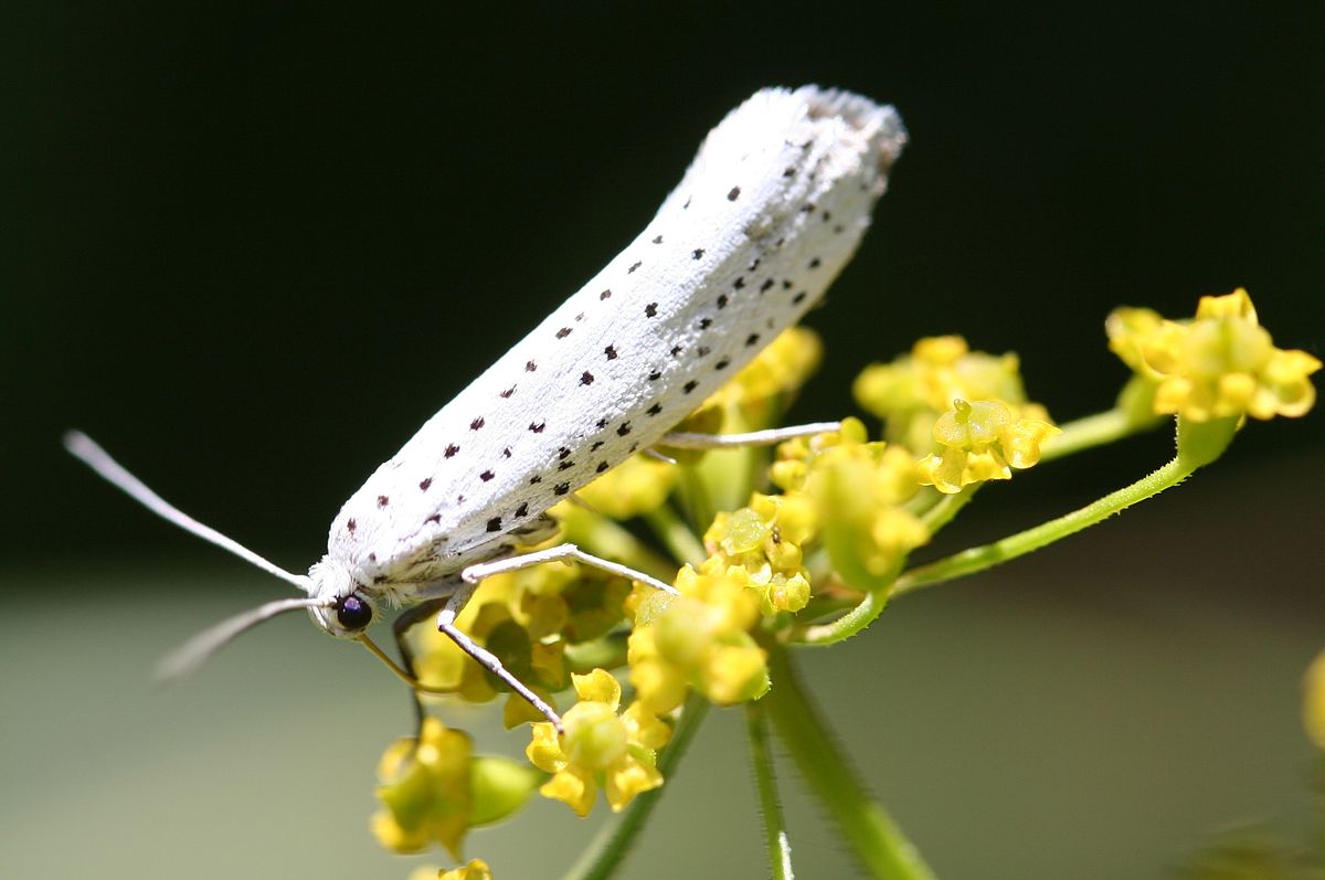 
          L'Hyponomeute du fusain (Yponomeuta evonymella)