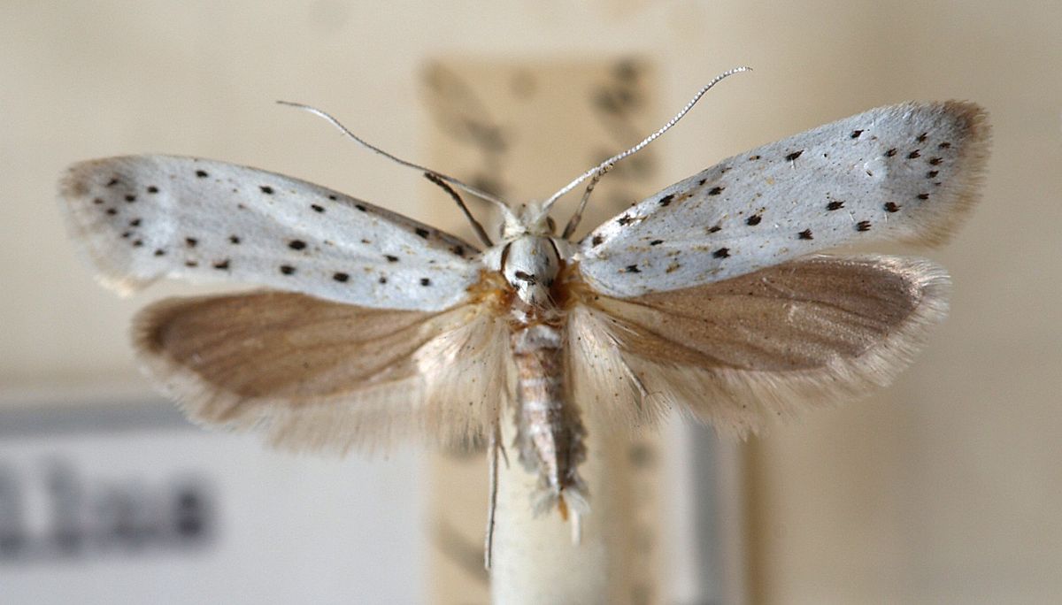 
          Yponomeuta malinella (hyponomeute du pommier)