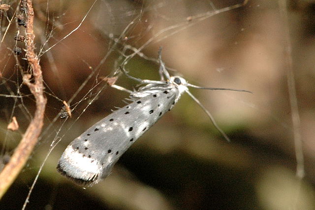 
          Yponomeuta padella (Hyponomeute du cerisier)