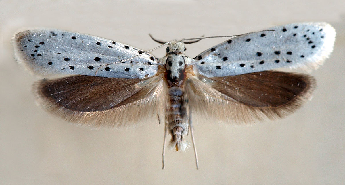 
          Hyponomeute du Saule (Yponomeuta rorrella)