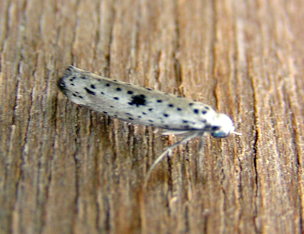 
          Yponomeuta plumbella (petite hyponomeute du fusain)