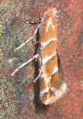 
          Cameraria ohridella (Mineuse du marronnier)